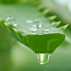 Aloe Vera Leaf Juice