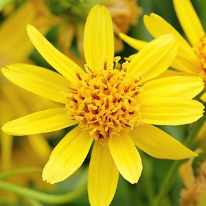 Arnica Oil