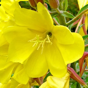 Evening Primrose Oil