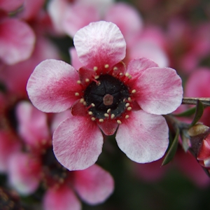 Manuka Honey