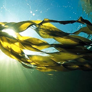 Seaweed Extract