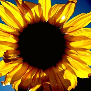 Sunflower Oil